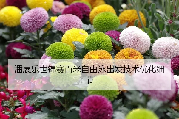 潘展乐世锦赛百米自由泳出发技术优化细节